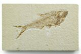 Detailed Fossil Fish (Diplomystus) - Wyoming #349572-1